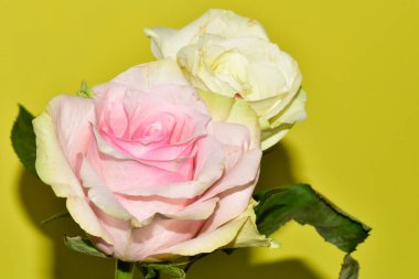 Sarı arka planda iki güzel gül