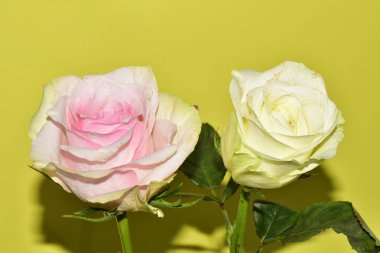 Sarı arka planda iki güzel gül