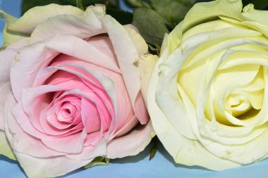 Mavi arka planda uzanan güzel renkli güller.