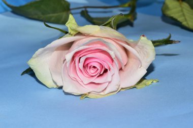 Mavi arka planda uzanan güzel renkli gül.