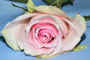 Mavi arka planda uzanan güzel renkli gül.