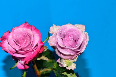 Mavi arka planda su damlaları olan güzel güller