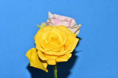 Mavi arka plandaki güzel güllerin manzarasını kapat.