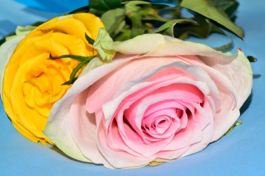 Mavi arka planda uzanan güzel renkli güller.