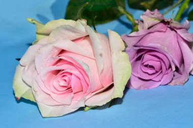 Mavi arka planda uzanan güzel renkli güller.