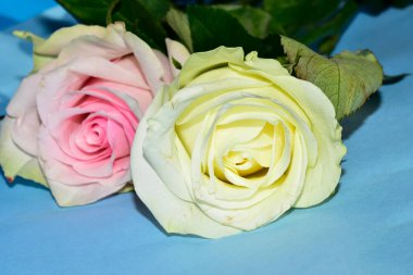 Mavi arka planda uzanan güzel renkli güller.