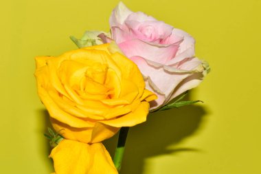 Sarı arka planda iki güzel gül