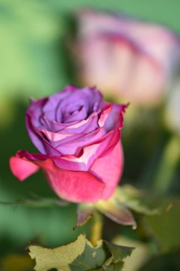 Bulanık arkaplanda güzel gül çiçeklerinin yakın plan çekimi.