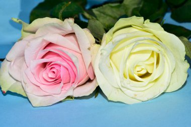 Mavi arka planda uzanan güzel renkli güller.