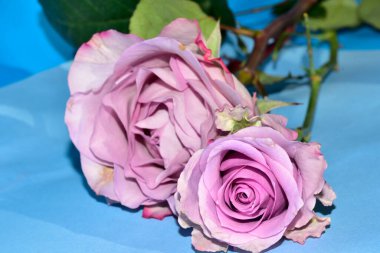 Mavi arka planda uzanan güzel renkli güller.