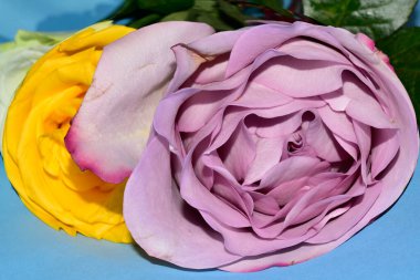 Mavi arka planda uzanan güzel renkli güller.