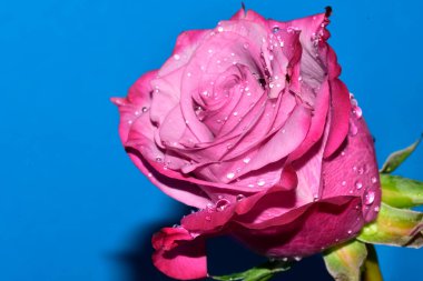 Mavi arka planda su damlaları olan güzel tek bir gül.