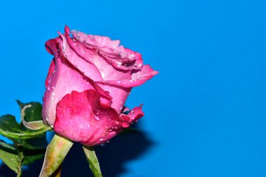 Mavi arka planda su damlaları olan güzel tek bir gül.