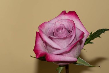 Güzel tek gül, yakın görünüm, yaz konsepti