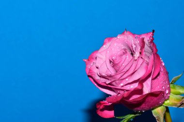 Mavi arka planda su damlaları olan güzel tek bir gül.