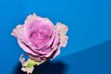 Mavi arka planda su damlaları olan güzel tek bir gül.