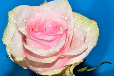 Güzel tek gül, yakın görünüm, yaz konsepti