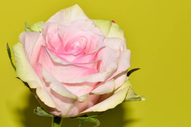 Sarı arkaplandaki güzel gül çiçeğinin yakın görüntüsü