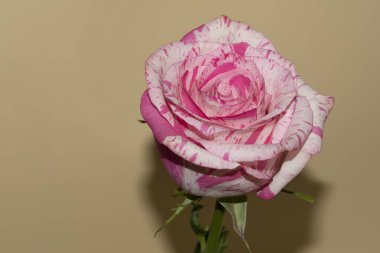 Güzel tek gül, yakın görünüm, yaz konsepti