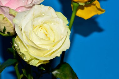 Mavi arka plandaki güzel güllerin manzarasını kapat.