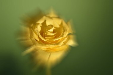 Bulanık arkaplanda güzel bir gül çiçeğinin yakın plan çekimi.