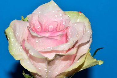 Güzel tek gül, yakın görünüm, yaz konsepti