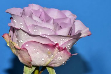 Güzel tek gül, yakın görünüm, yaz konsepti