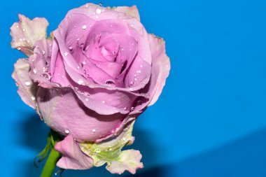 Mavi arka planda su damlaları olan güzel tek bir gül.