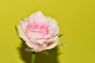 Güzel tek gül, yakın görünüm, yaz konsepti