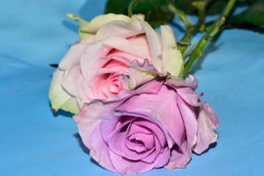 Mavi arka planda uzanan güzel renkli güller.