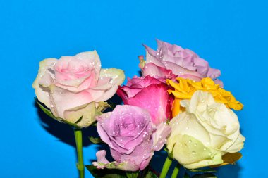 Mavi arka planda güzel renkli güller