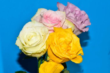 Mavi arka planda güzel renkli güller