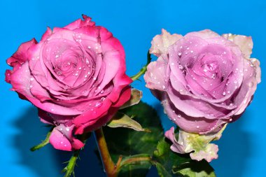 Mavi arka planda su damlaları olan güzel güller