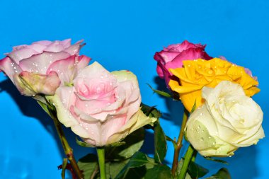 Mavi arka planda güzel renkli güller