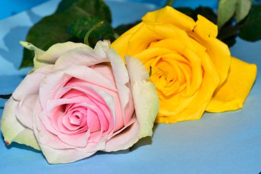 Mavi arka planda uzanan güzel renkli güller.