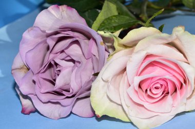 Mavi arka planda uzanan güzel renkli güller.