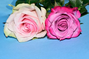 Mavi arka planda uzanan güzel renkli güller.