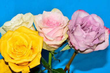 Mavi arka planda güzel renkli güller