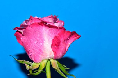 Mavi arka planda su damlaları olan güzel tek bir gül.
