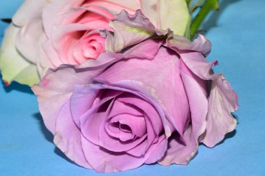 Mavi arka planda uzanan güzel renkli güller.