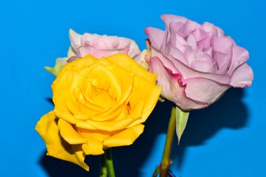 Mavi arka plandaki güzel güllerin manzarasını kapat.