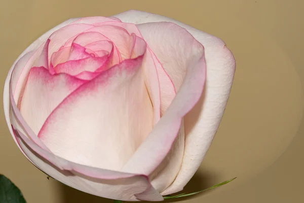 Hermosa Rosa Individual Vista Cerca Concepto Verano — Foto de Stock