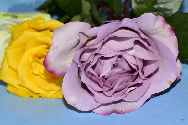Красивые Красочные Розы Лежащие Голубом Фоне — стоковое фото