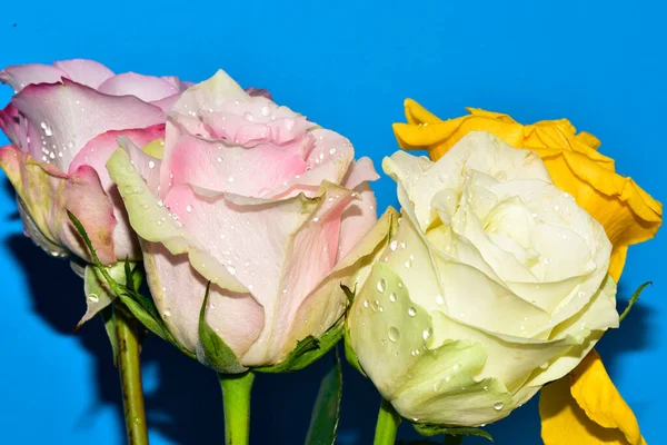 Mavi arka planda güzel renkli güller