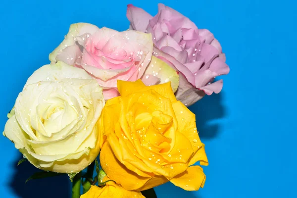 Mavi arka planda güzel renkli güller
