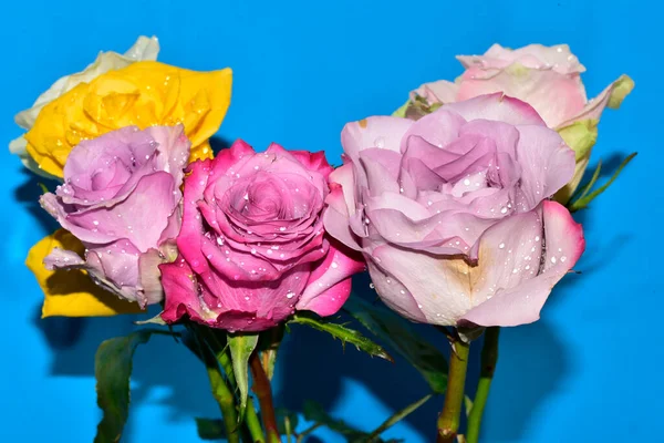 Mavi arka planda güzel renkli güller