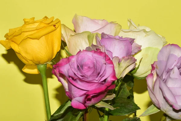 Sarı arka planda güzel renkli güller