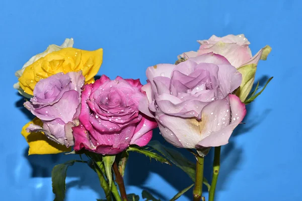 Mavi arka planda güzel renkli güller