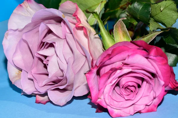 Mavi arka planda güzel pembe gül çiçeklerinin yakın plan çekimi.