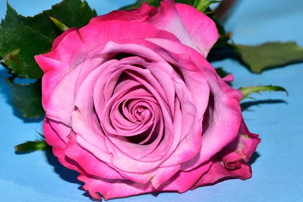 Krásná Barevná Růže Ležící Modrém Pozadí — Stock fotografie